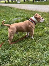 American Bully Pocket per monta