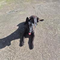 Monta Pastore belga malinois