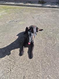 Monta Pastore belga malinois