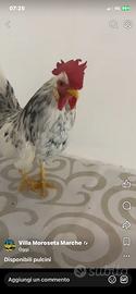 Pulcini