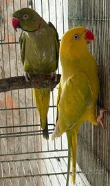 Coppia parrocchetto dal collare