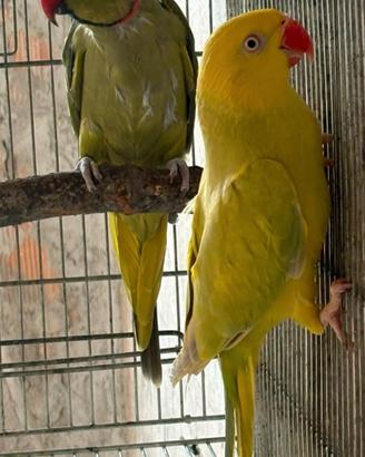 Coppia parrocchetto dal collare