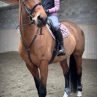 Cavalla italiana 2014