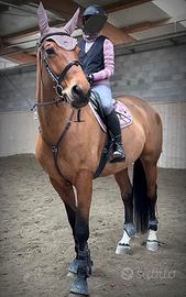 Cavalla italiana 2014