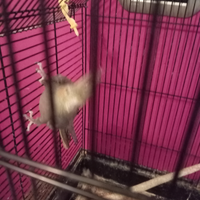 Pappagalli calopsite 3 due femmine un maschio