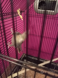 Pappagalli calopsite 3 due femmine un maschio