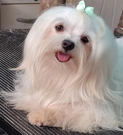Maltese femmina con pedigree Enci