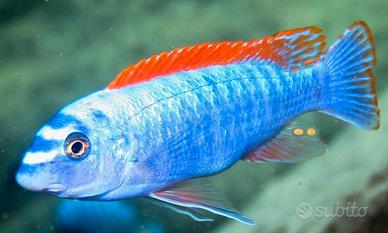 Labeotropheus Trewavasae Red Top Tumbi West