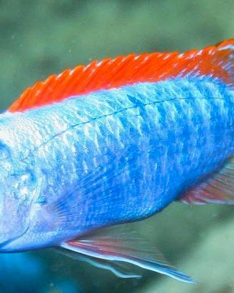 Labeotropheus Trewavasae Red Top Tumbi West