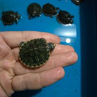 Tartarughe d'acqua Trachemys scripta