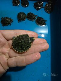 Tartarughe d'acqua Trachemys scripta