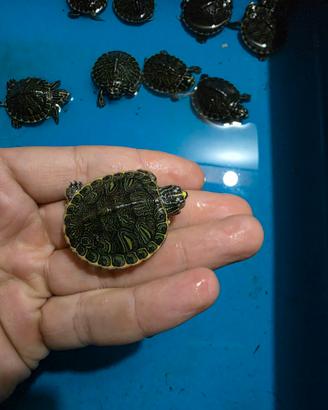 Tartarughe d'acqua Trachemys scripta