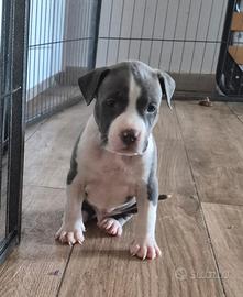 Amstaff Blue i _ allevamento - ultimo maschietto
