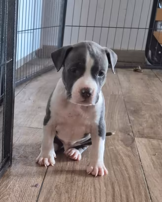 Amstaff Blue cuccioli _ allevamento
