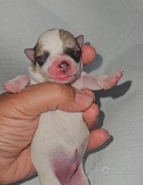 Chihuahua toy nano