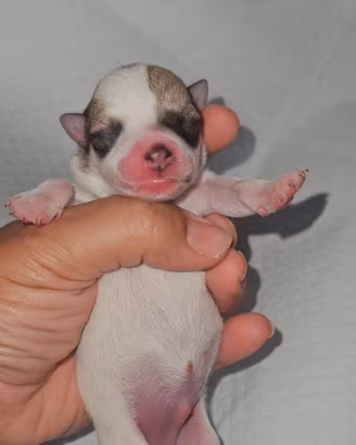 Chihuahua toy nano