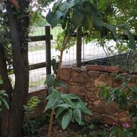 Piante di Limone