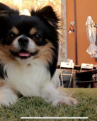 Cane chiuhuahua maschio per monta