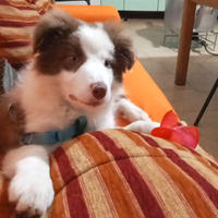 Border collie bianco e Red