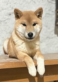 Shiba Inu