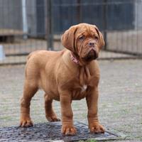 Cucciola Dogue de Bordeaux