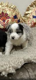 Cuccioli di border collie