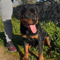 Rottweiler maschio 8 mesi