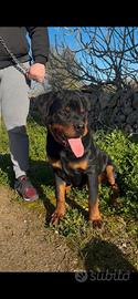 Rottweiler maschio 8 mesi