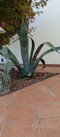 Agave