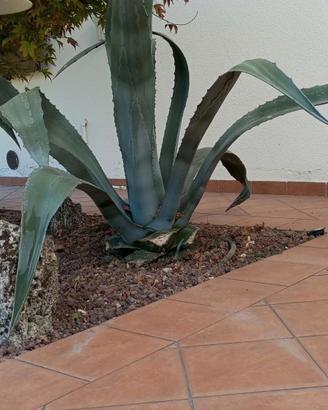 Agave