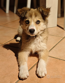 Cucciola Border Collie