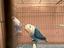 Immagine 4