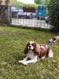 Cavalier King maschio di 18 mesi