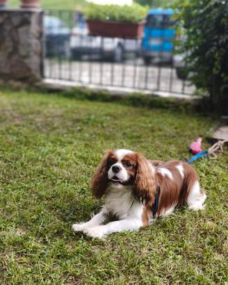 Cavalier King maschio di 18 mesi