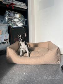 Cucciolo chihuahua nero