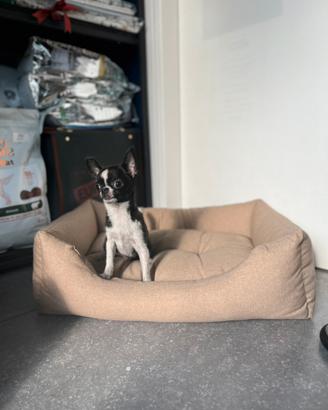 Cucciolo chihuahua nero