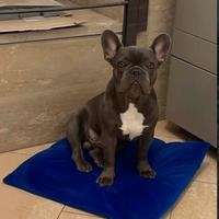 Maschio di bull dog francese per accoppiamento