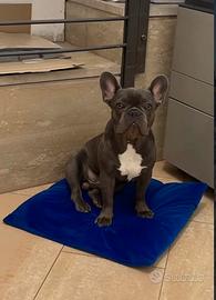 Maschio di bull dog francese per accoppiamento