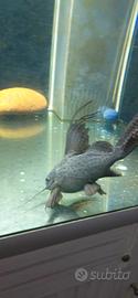 Pesce gatto piumato acquario
