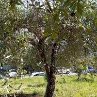 Piante di olivo