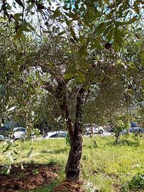 Piante di olivo