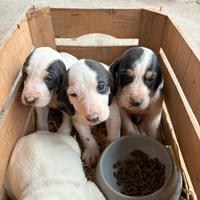 Cuccioli cani da caccia