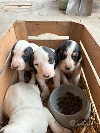 Cuccioli cani da caccia