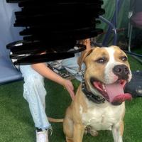 Disponibile per accoppiamento