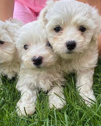 Maltese cuccioli