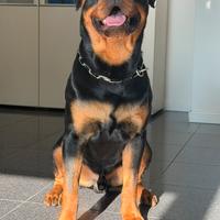 DISPONIBILE PER RIPRODUZIONE (Monta )