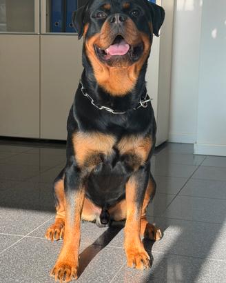 DISPONIBILE PER RIPRODUZIONE (Monta )