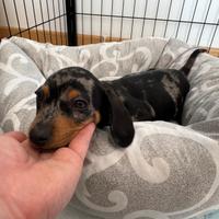 Bassotto arlecchino nano