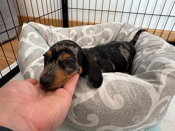 Bassotto arlecchino nano