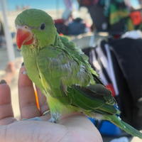 Parrochetti dal collare